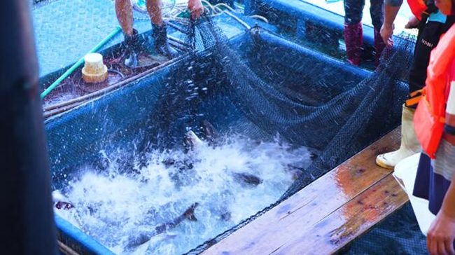 全國首個吸力筒基礎桁架式“風漁融合”型海洋牧場正式(shì)投(tóu)產 全國首個吸力筒基礎桁架式“風漁融合”型海洋牧場正式投產